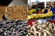 Xuất khẩu nông sản 3 tháng đầu năm tăng nhẹ